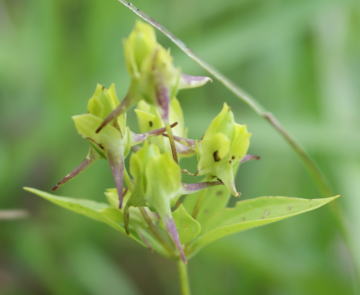 原色世界植物大図鑑、原色高山植物大図鑑 奨める